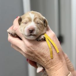 Jan - Yellow Collar - Apricot female Goldendoodle puppy in Norfolk, Virginia from 757 Doodles