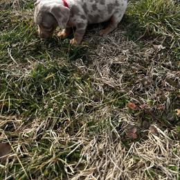 Hays - Dapple male Dachshund puppy in Overbrook, Kansas from The Greyline Dogs