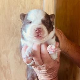 Mocha - Agouti and white female Siberian Husky puppy in Thomasville, Georgia from Southern Blues Siberian Huskies