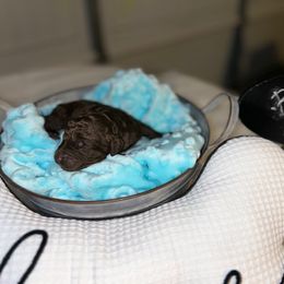 Giant Schnauzer and Poodle Puppies from Mississippi Poodles, Doodles and Giants