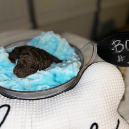 Giant Schnauzer and Poodle Puppies from Mississippi Poodles, Doodles and Giants