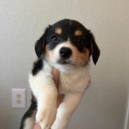 7 - Black and white female American Corgi puppy in Boyd, Texas from Barker's Corgis