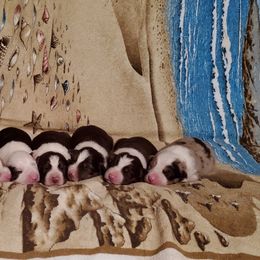 Border Collie Puppies from Soaring Borders Border Collies