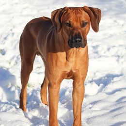 Rhodesian Ridgeback Puppies from Supernova Ridgebacks