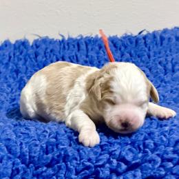 Orange Collar - Apricot male Australian Labradoodle puppy in Coeur D'alene, Idaho from Lake City Labradoodles