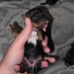 Boy 1 - Black and gold male Yorkshire Terrier puppy in Lakeland, Florida from You Me & The Yorkies