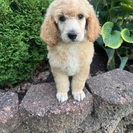 Teal Female Dani - Apricot female Poodle puppy in Mc Henry, Maryland from TLC by the Lake Standard Poodle and Doodles