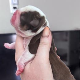 Hershey - Chocolate tri-color female Bulldog puppy in Ranson, West Virginia from EMR’s Bulldogs