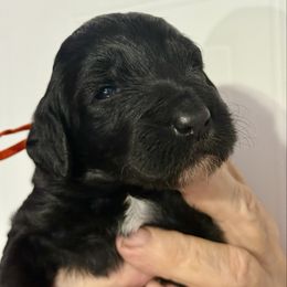 Clara orange - Black female Goldendoodle puppy in Lakeland, Florida from Poodles Doodles Standard and Mini LLC