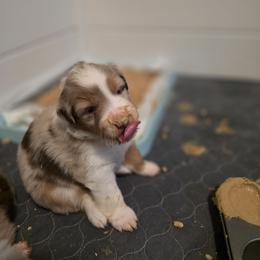 Miniature American Shepherd Puppies from Azure Miniature American Shepherds
