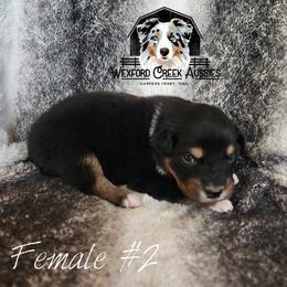 Girl 2 - Black tri-color female Australian Shepherd puppy in Harpers Ferry, Iowa from Wexford Creek Aussies, LLC