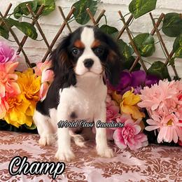 Champ - Tri-color male Cavalier King Charles Spaniel puppy in Hollywood, Florida from World Class Cavaliers