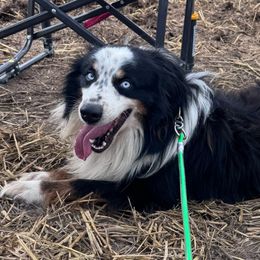 Boomer - Miniature Australian Shepherd