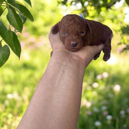 Noah - Red  male Poodle puppy in Okc, Oklahoma from Designer Poos By Diva