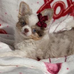 Daphne - Merle female Chihuahua puppy in Newport Beach, California from Exotic City Pomeranians and chihuahuas