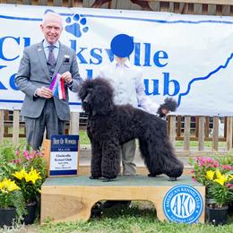 Anna - Poodle