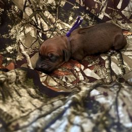 Purple - Rd whtn blk nose female Rhodesian Ridgeback puppy in Ocala, Florida from DogWood Kennels