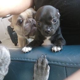Companion Cross and French Bulldog Puppies from Legends Frenchton's, French Bulldogs & French Bullhuahua's