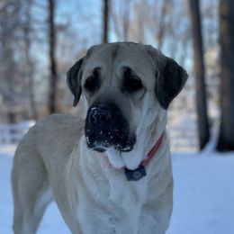 Charlotte - Anatolian Shepherd Dog