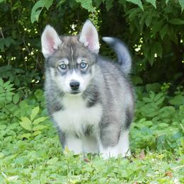 Phoenix - Agouti and white male Siberian Husky puppy in Knoxville, Tennessee from The Siberian Empire