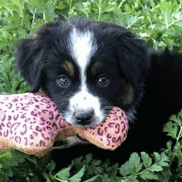Miniature American Shepherds from Serendipity Farm