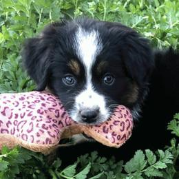 Miniature American Shepherds from Serendipity Farm