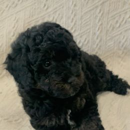Poodles from Lark Lane Miniature Poodles