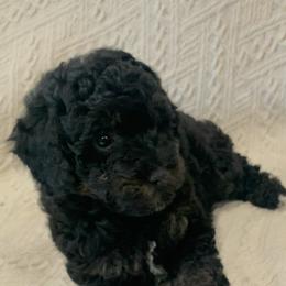 Poodles from Lark Lane Miniature Poodles