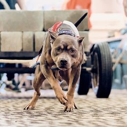 Fuse - American Pit Bull Terrier