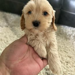 Kinsley - Buff female Cockapoo puppy in Paradise, Texas from 4W’s F2 Cockapoos