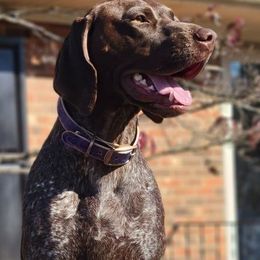 German Shorthaired Pointers from Heel to Point Shorthairs