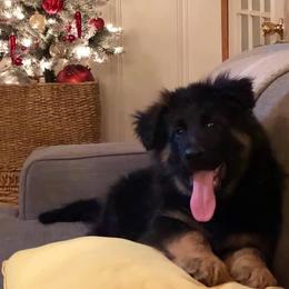 German Shepherd Puppies from Tabor Springs GSD