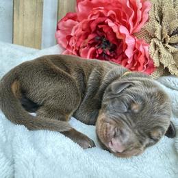 Storm - Red and rust female Doberman Pinscher puppy in Boyd, Texas from Team Feem Breeders