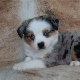 Locket - Blue merle female Miniature Australian Shepherd puppy in Sw, Wisconsin from Driftless Australian Shepherds