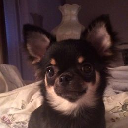 Devlyn - Chihuahua
