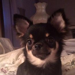 Devlyn - Chihuahua