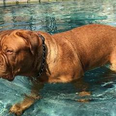 Dogues de Bordeaux from Chatsworth DDB