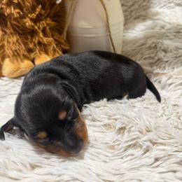 Armani - Black and tan male Dachshund puppy in Gerber, California from Red Dirt Doxies