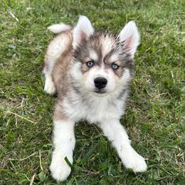 Elio - Sable and white male Siberian Husky puppy in London, Ohio from Rose Trail Siberian’s