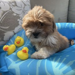 Bud - Red male Lhasa Apso puppy in Florence, Kentucky from Ky Ritz Lhasa’s.  formerly (Karen‘a Lhasa Apsos)