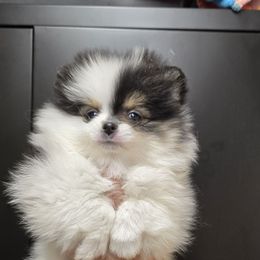 Boy 1 - Tri-colored male Pomeranian puppy in Meherrin, Virginia from Traveling Poms