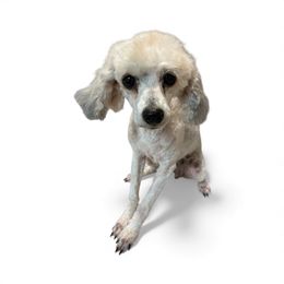 Foxy - Sable female Poodle puppy in Cameron, Oklahoma from PinePoint Poodles