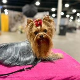 Pyper - Blue and gold female Yorkshire Terrier puppy in Concord, California from Real Yorkies of NorCal