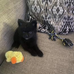 Chihuahua and Pomeranian Puppies from Cheyenne’s Pups