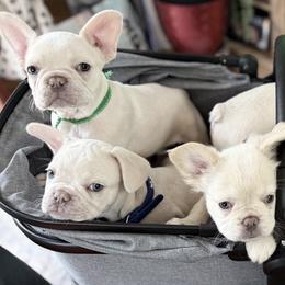 French Bulldog Puppies from DaSilvas Estrella AKC