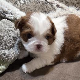 CODY - Liver and white male Shih Tzu puppy in Parma, Idaho from SuLynnes Shih Tzus