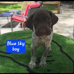 Sky's blue boy - Liver roan male German Shorthaired Pointer puppy in Dahlonega, Georgia from Pointer Mountain Bird Dogs