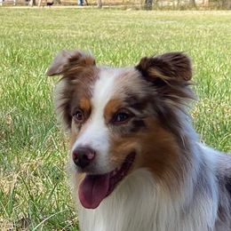 Cash - Miniature American Shepherd