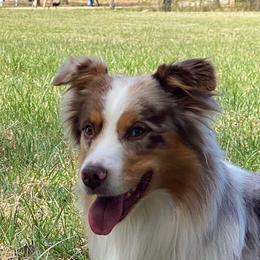 Cash - Miniature American Shepherd