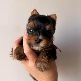 Koda Christmas Special - Black and tan male Yorkshire Terrier puppy in Georgia from Nalley Kennels